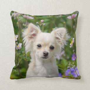 Cojín Decorativo Foto de cachorro de perro chihuahua crema de cacho