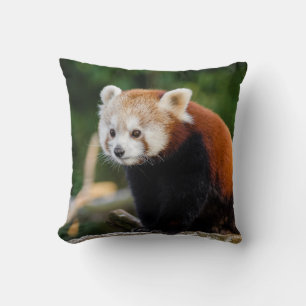 Cojín Decorativo Foto de Panda Rojo Salvaje Adorable