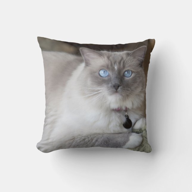 Cojín Decorativo Gata Ragdoll hembra (Anverso)