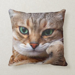 Cojín Decorativo gatito con actitud