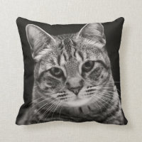 Gatito negro del Tabby