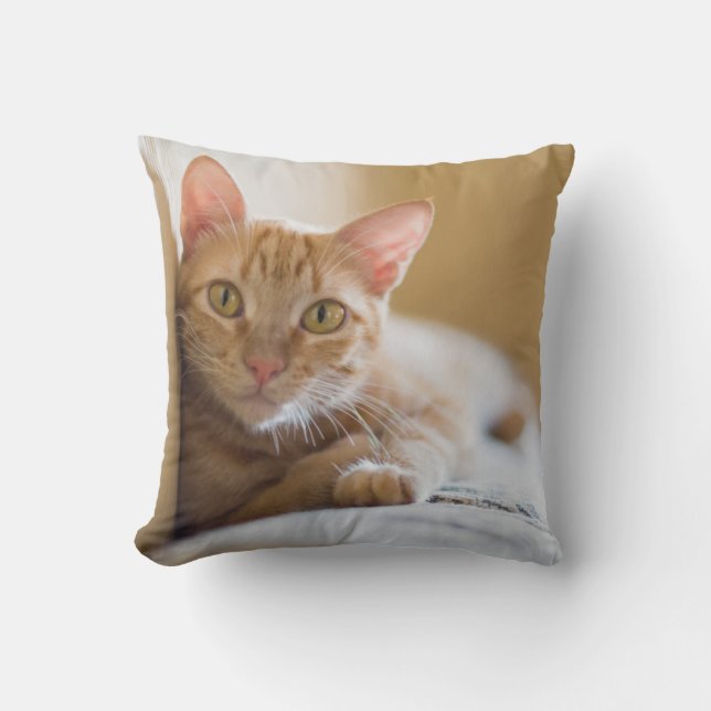 Cojín Decorativo Gatito que miente en el sofá (Anverso)
