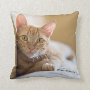 Cojín Decorativo Gatito que miente en el sofá