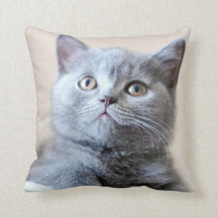Cojín Decorativo Gato británico gris de Shorthair