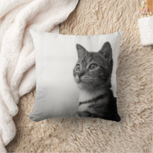 Gato de corte