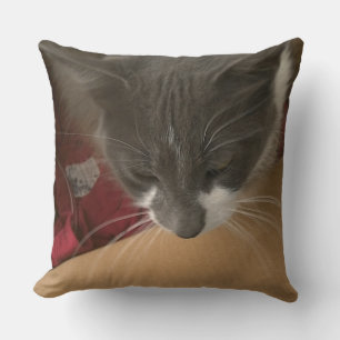 Cojín Decorativo Gato en la caja