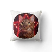 Gato habanero marrón (Raza con fondo estrellado)