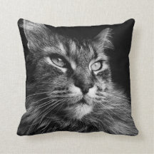 Gato principal 16 x 16