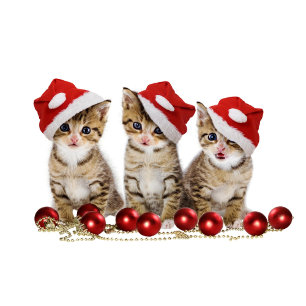 Cojín Decorativo Gatos cortos