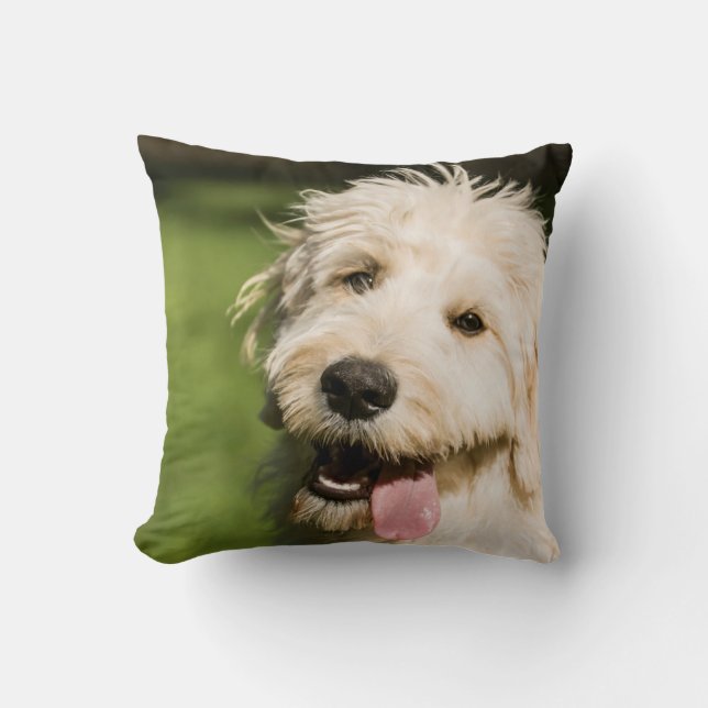 Cojín Decorativo Goldendoodle (Anverso)