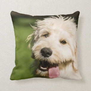 Cojín Decorativo Goldendoodle