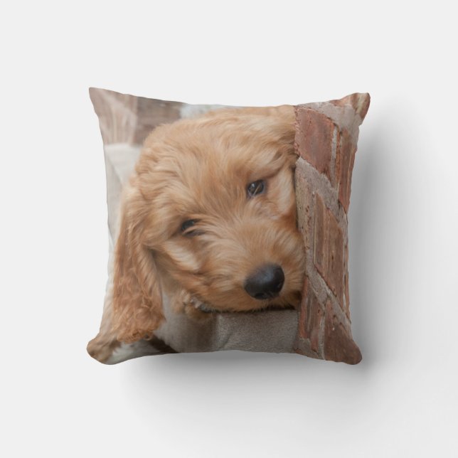 Cojín Decorativo Goldendoodle cachorro picado (Anverso)
