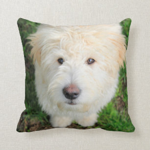 Cojín Decorativo Goldendoodle Puppy Mirando Cámara