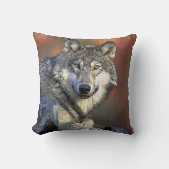 Cojín Decorativo Gray Wolf Wildlife Aovers (Anverso)