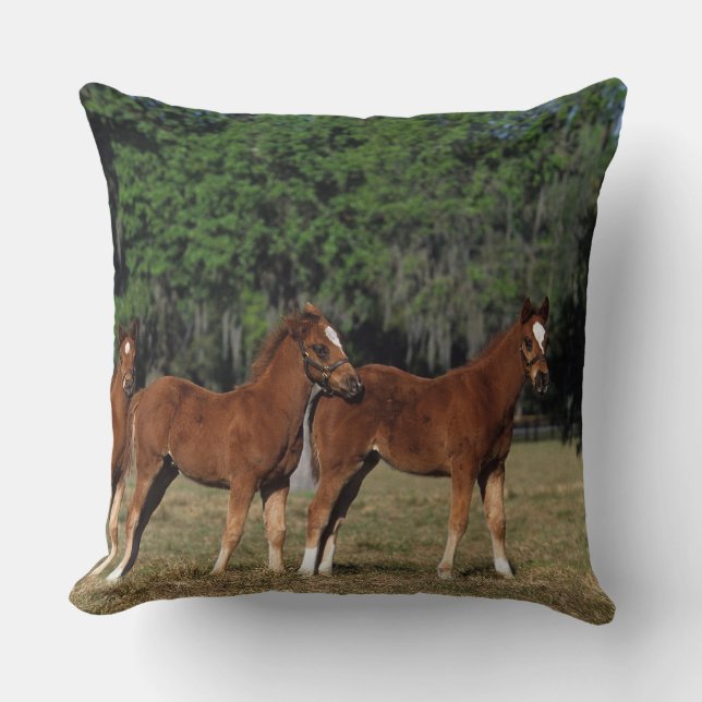 Cojín Decorativo Grupo de potros excelentes (Anverso)