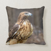 Halcón de cola roja en el valle de Hudson