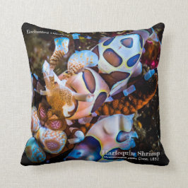 Cojín Decorativo Harlequin Shrimp, Hymenocera picta,