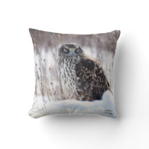 Harrier septentrional