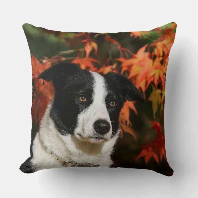 Cojín Decorativo Headshot del otoño del border collie (Anverso)