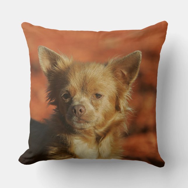 Cojín Decorativo Headshot del perrito de la chihuahua (Anverso)