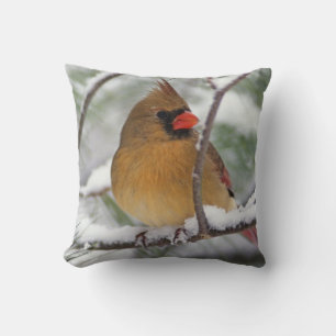 Cojín Decorativo Hembra de cardenal norteño en pino nevado,