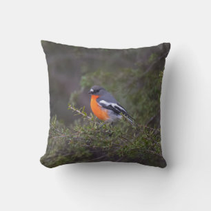 Cojín Decorativo Hermoso Naranja Robin de la llama materna