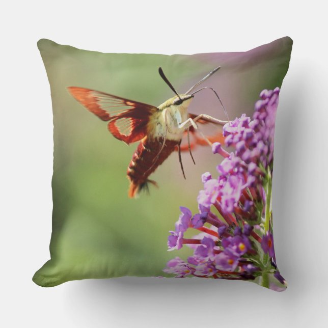 Cojín Decorativo Hummingbird Moth en una mariposa (Anverso)
