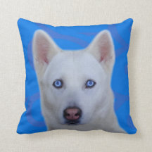 Husky siberiano blanco