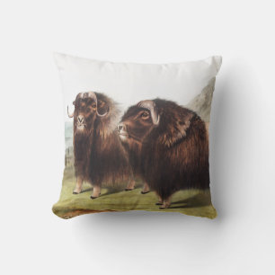 Cojín Decorativo Ilustracion Musk Ox (Ovibos moschatus)