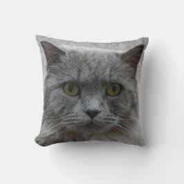 Cojín Decorativo Imagen triste gato gris adulto, raza rara, amantes