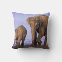 India, Parque Nacional Nagarhole. Elefante asiátic