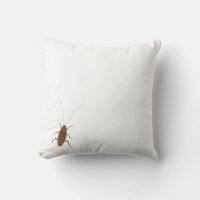 Insectos de cucaracha