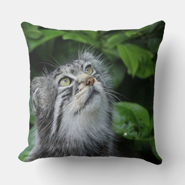 Cojín Decorativo Kitten Diciendo Una Oración (Anverso)