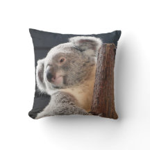 Koala australiana