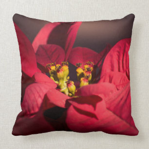 Cojín Decorativo La flor estrella de los Navidades de la poinsettia