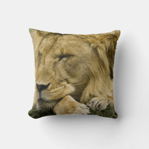 Cojín Decorativo León africano, Panthera leo, dormido
