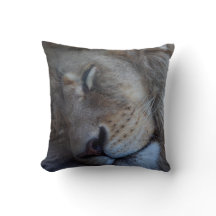 León masculino durmiente