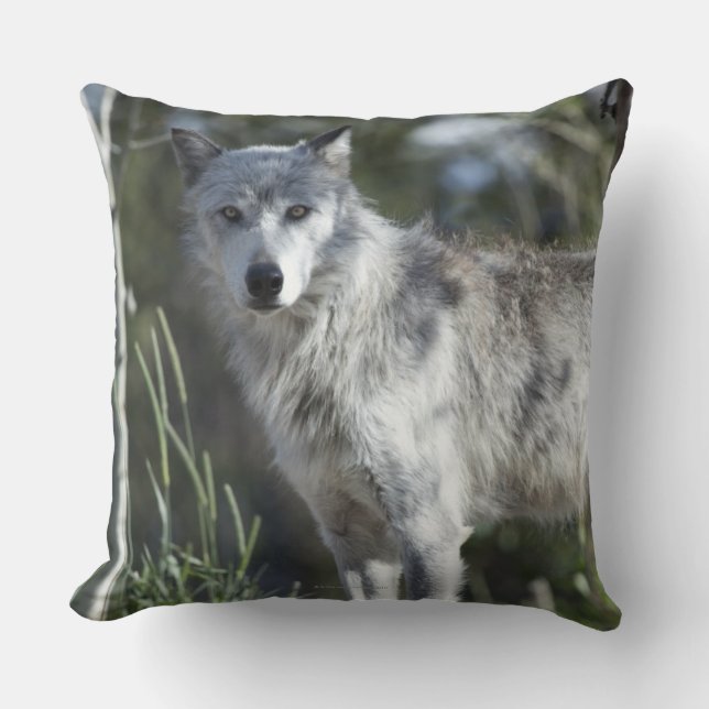 Cojín Decorativo Lobo en Yellowstone (Anverso)