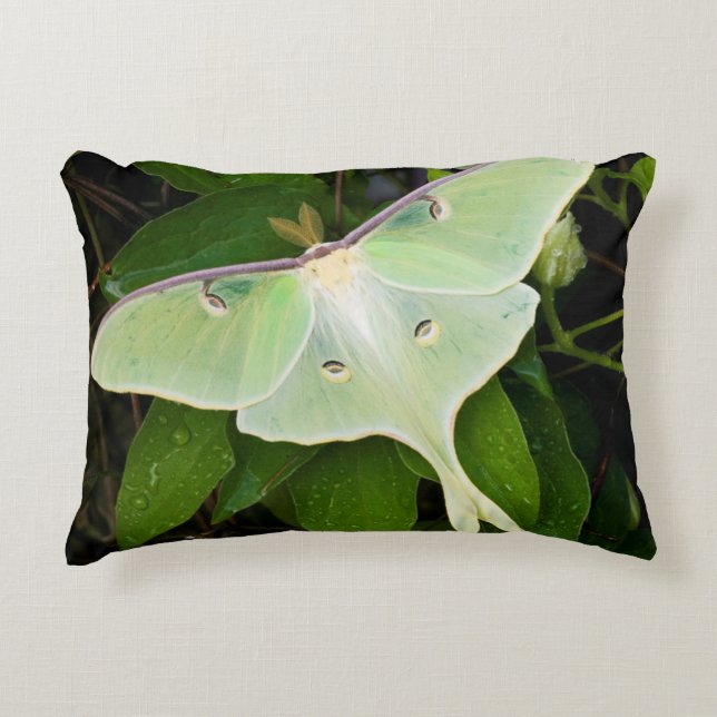 Cojín Decorativo Luna Moth en Carnaby Clematis (Anverso)
