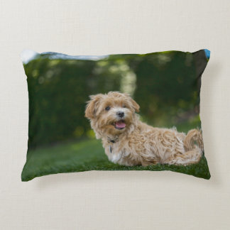 Cojín Decorativo Maltipoo