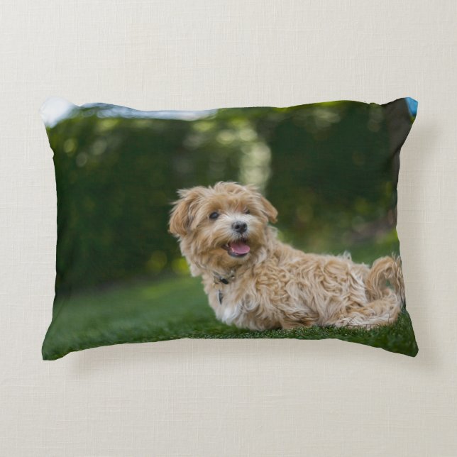 Cojín Decorativo Maltipoo (Anverso)