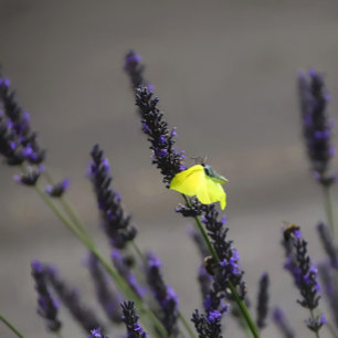 Cojín Decorativo Mariposa Amarilla sobre Lavanda Púrpura Foto Macro