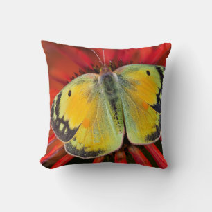 Cojín Decorativo Mariposa de la alfalfa en flor de cono