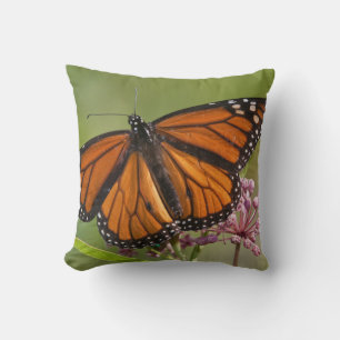 Cojín Decorativo Mariposa Monarca macho en Algodoncillo de Pantano