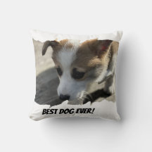 Mascota de fotografía de perro Pillow