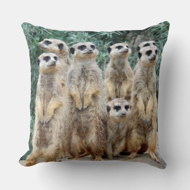 Cojín Decorativo Meerkat 006 (Anverso)