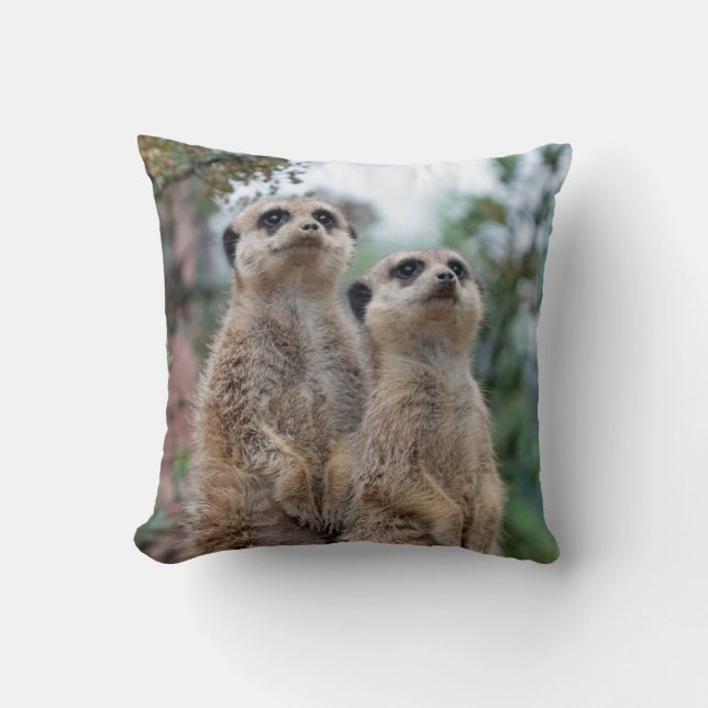 Cojín Decorativo Meerkat 013 (Anverso)