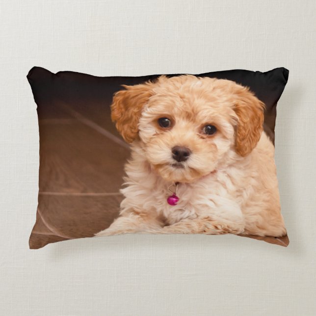 Cojín Decorativo Mezcla maltesa de perro o cachorro maltipoo (Anverso)
