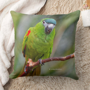 Cojín Decorativo Mini Macaw de Hahn / Macaw de hombros rojos