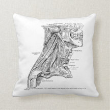 Músculos humanos de la anatomía del vintage del